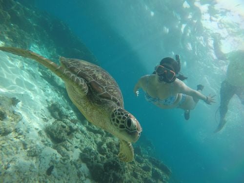 Dumaguete : Apo Island sea turtle encounter tour