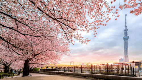 Tour Du Lịch Nhật Bản 6N5Đ Tokyo – Osaka [VNA]