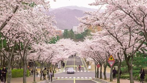 [6 ngày 5 đêm-VJ] CUNG ĐƯỜNG VÀNG KHÁM PHÁ HÀN QUỐC HÀ NỘI – BUSAN – SEOUL – TRƯỢT TUYẾT – INCHEON – HÀ NỘI