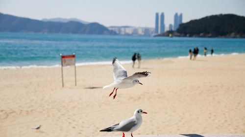 HÀ NỘI – SEOUL –ĐẢO NAMI– BUSAN – HÀ NỘI