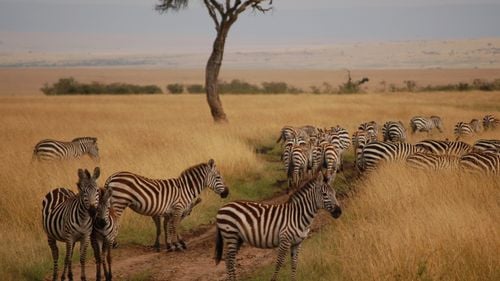 7-Day Private Safari in Kenya