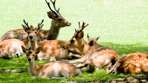 ĐÓN NĂM MỚI TẠI NHẬT BẢN 2026: OSAKA – WAKAYAMA – NARA - KYOTO -  OSAKA