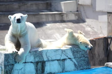 Tour Nhật Bản: Tận hưởng Hokkaido mùa đông 5 ngày 6 đêm từ TP.HCM - Tết Nguyên Đán 2026 - Image - 483