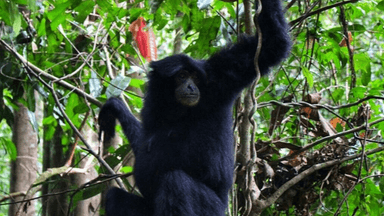 6D5N MEDAN-BUKIT LAWANG-LAKE TOBA TOUR - Image - 7420