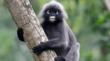 6D5N MEDAN-BUKIT LAWANG-LAKE TOBA TOUR - Image - 7422