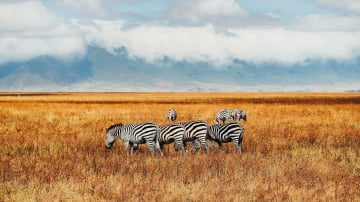 7 Days Best of Kenya safari - Image - 10750