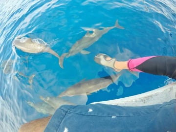 Dumaguete: Manjuyod sandbar tour with dolphin watching - Image - 1063