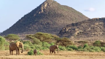 4 DAYS SERENGETI AND NGORONGORO CRATER . (WITH AN EXTRA FULL DAY AT SERENGETI N.P) - Image - 10774