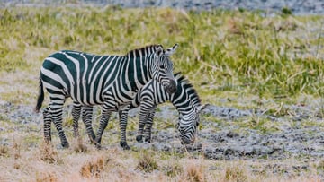 2 Days Akagera National Park Safari Wildlife. - Image - 8553