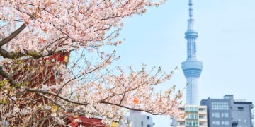 Tokyo - Mount Fuji - Free Shopping - Image - 494