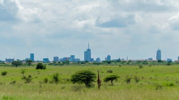 Half day Morning/afternoon tour to Nairobi National park - Image - 10760