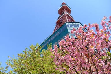 Cherry Blossom Viewing Tour in Japan: Hokkaido - Sapporo - Furano - Otaru - Toya - Image - 335