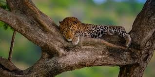 6 DAYS TANZANIA SAFARI - Image - 3410