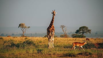 8-Day Uganda Wildlife Adventure Safari with Gorillas - Image - 7923