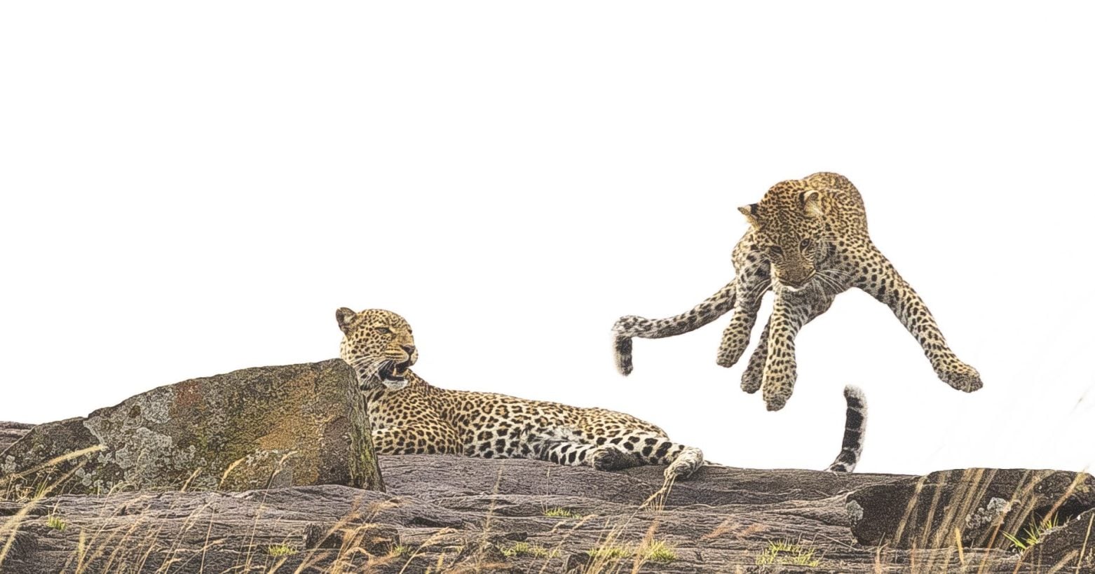 Kilimanjaro Summit & Serengeti Safari Journey