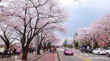 TOUR HÀN QUỐC – SEOUL - NAMI - LOTTE WORLD - YEOUIDO - HOA ANH ĐÀO - Image - 9102