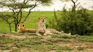 6 DAYS TANZANIA SAFARI - Image - 3408