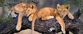 6 DAYS TANZANIA SAFARI - Image - 3409