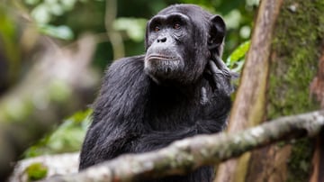 Ngamba Island Chimpanzee Tour - Image - 8017