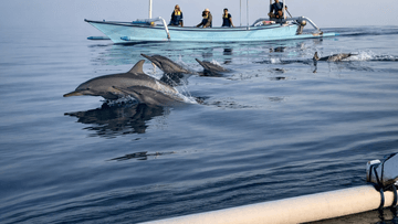 Dolphin Lovina &amp; Bedugul Tour Package - Image - 12161