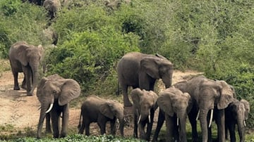 8-Day Uganda Wildlife Adventure Safari with Gorillas - Image - 7921