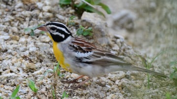 Debre Libanos: Beyond the Gorge - Image - 5624