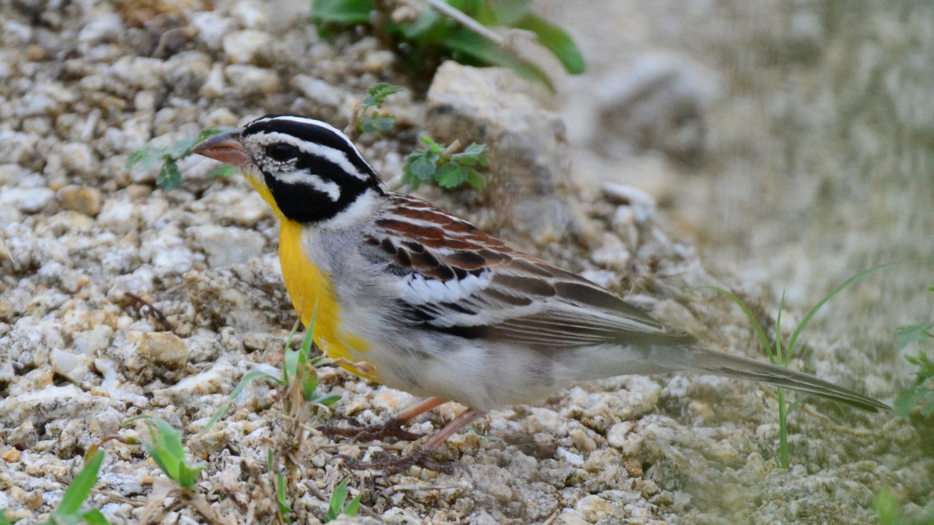 Langano, Abjita-Shalla, and Lake Ziway - Image - 5628