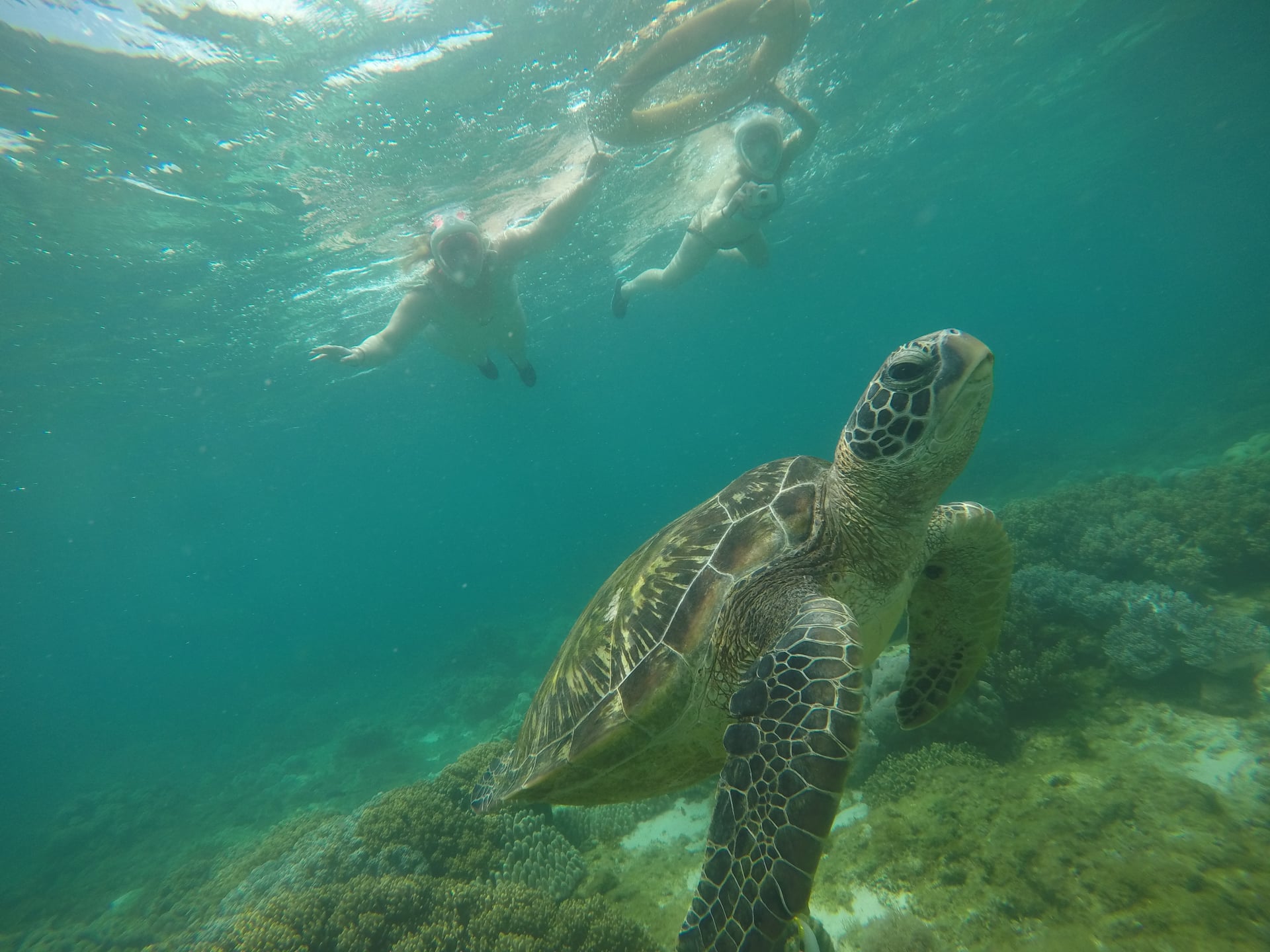 Dumaguete : Apo Island sea turtle encounter tour - Image - 1057