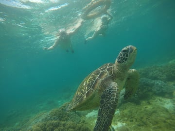Dumaguete : Apo Island sea turtle encounter tour - Image - 1057