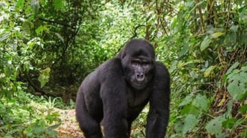8-Day Uganda Wildlife Adventure Safari with Gorillas - Image - 7919