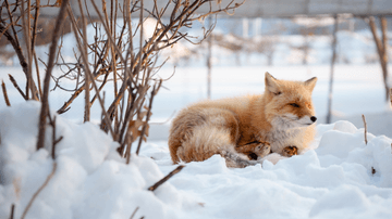 Tour Hokkaido - Miền Tuyết Trắng Thần Tiên - Khởi hành Tết Âm Lịch - Image - 3026