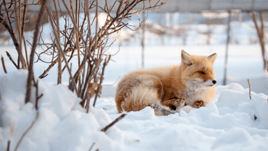 Tour Hokkaido - Miền Tuyết Trắng Thần Tiên - Khởi hành Tết Âm Lịch - Image - 3026