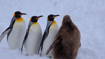 Tour Hokkaido - Miền Tuyết Trắng Thần Tiên - Khởi hành Tết Âm Lịch - Image - 3027