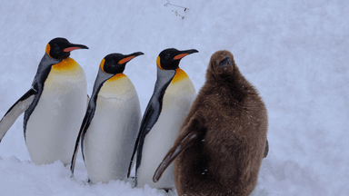 Tour Hokkaido - Miền Tuyết Trắng Thần Tiên - Khởi hành Tết Âm Lịch - Image - 3027