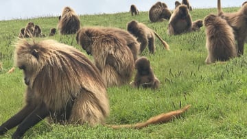 Debre Libanos: Beyond the Gorge - Image - 5625