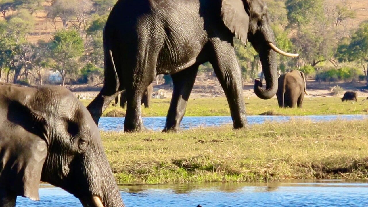 Chobe and Okavango Expedition: 6-Day Botswana