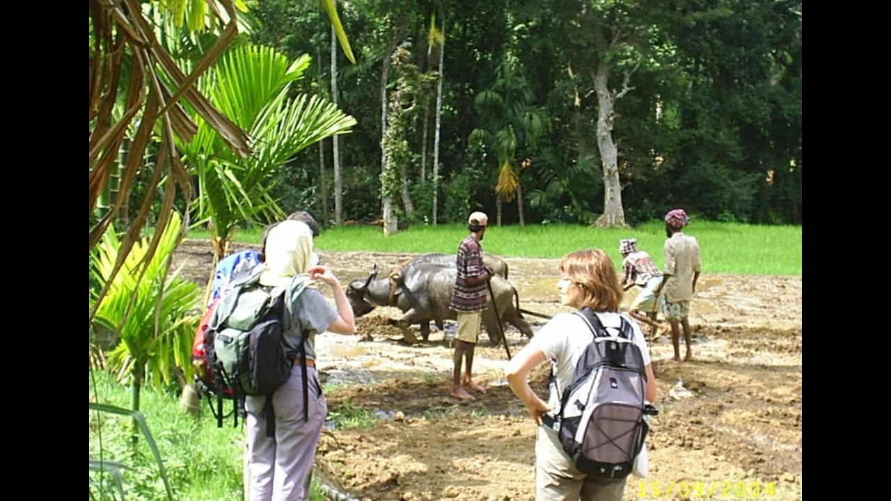 Ceylon Charm - Image - 4491