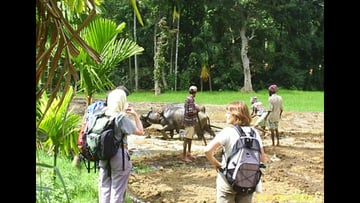 Ceylon Charm - Image - 4491