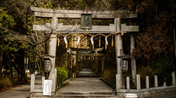 NGẮM ANH ĐÀO 2026: Tokyo – Phú Sĩ – Nagoya – Kyoto – Osaka 5N5Đ - Image - 10420