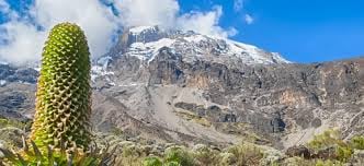 MOUNT KILIMANJARO[LEMOSHO ROUTE 7 DADYS] - Image - 3130