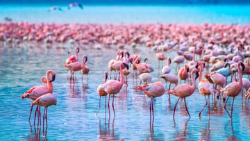 7-Day Private Safari in Kenya - Image - 10740