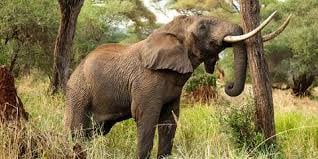 6 DAYS TANZANIA SAFARI - Image - 3413