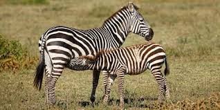 6 DAYS TANZANIA SAFARI - Image - 3411