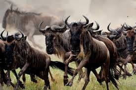 6 DAYS TANZANIA SAFARI - Image - 3414