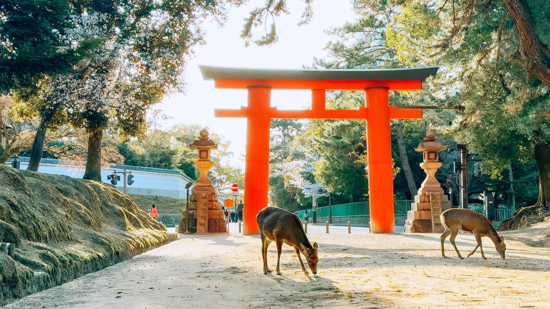 TP.HCM – OSAKA – KYOTO – PHÚ SĨ – TOKYO – TP.HCM 6N5Đ