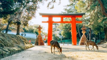 TP.HCM – OSAKA – KYOTO – PHÚ SĨ – TOKYO – TP.HCM 6N5Đ - Image - 10401