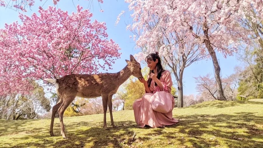 CUNG ĐƯỜNG VÀNG 2026 - RỰC RỠ SẮC HOA ANH ĐÀO NARA – OSAKA – KYOTO – PHÚ SĨ – TOKYO