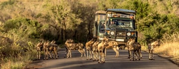 Magic of Nyerere and Mikumi National Parks - Image - 2850