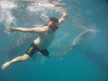 Dumaguete: Oslob whale watching - Image - 1083