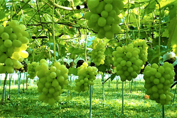 Radiant Summer in Hokkaido - Image - 34